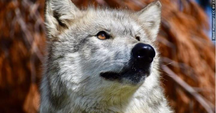 GPS-collared wolf crosses into Nevada from California | California News