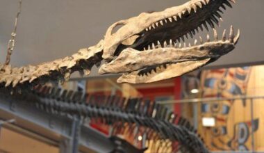 How a Comox Valley fossil discovery forever changed paleontology in B.C. | Spare News