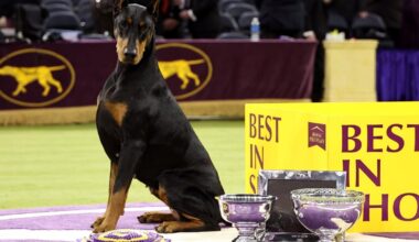 Owners of Canadian Best in Show winner bask in Penny’s prizewinning poise: ‘It’s surreal’ - Toronto Star