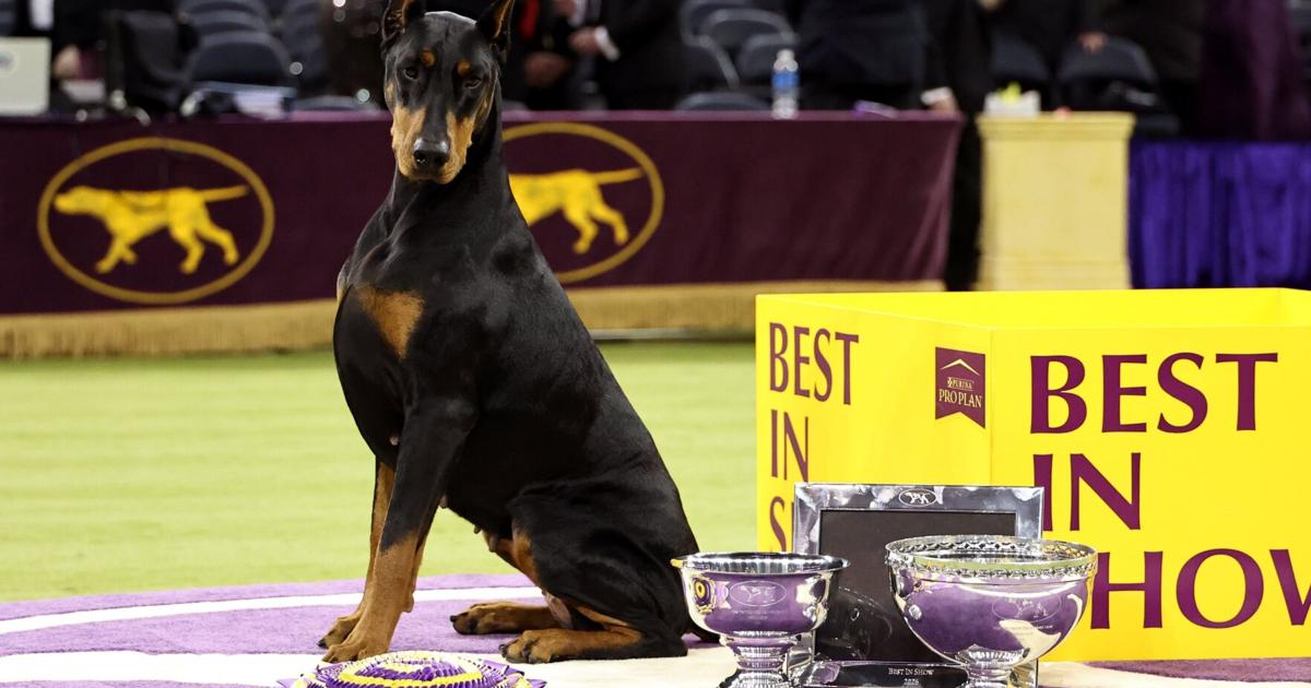 Owners of Canadian Best in Show winner bask in Penny’s prizewinning poise: ‘It’s surreal’ - Toronto Star