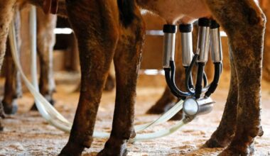 A newborn’s death likely linked to the mom drinking raw milk while pregnant - The Spec