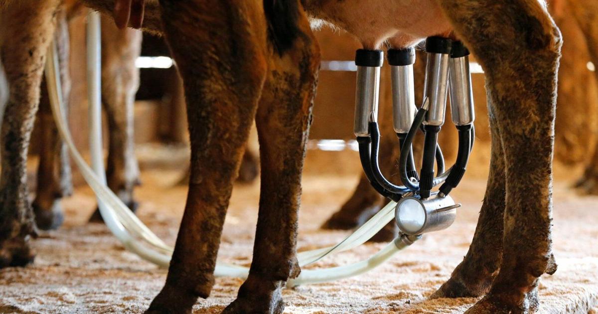 A newborn’s death likely linked to the mom drinking raw milk while pregnant - The Spec