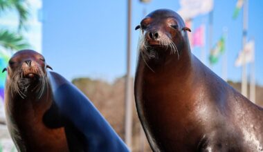 NASCAR weekend to feature action on and off the track | News