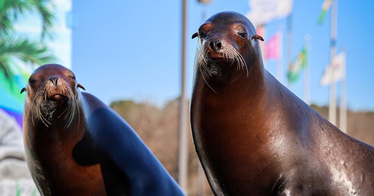 NASCAR weekend to feature action on and off the track | News