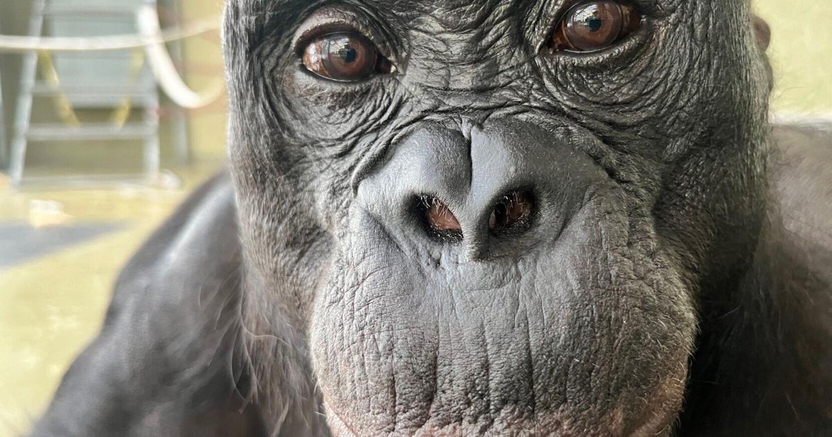Scientists discover apes play pretend and are able to imagine | Features