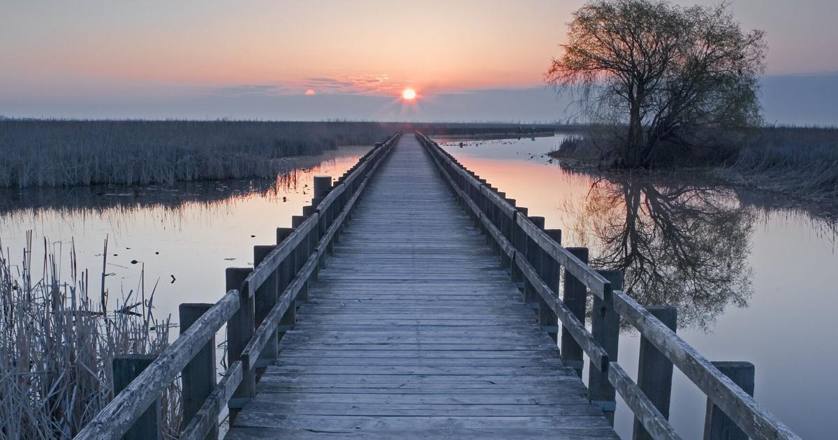 Point Pelee National Park’s boardwalk leads to a huge marsh