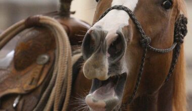 A horse's neigh may be unique in the animal kingdom. Now scientists know how they do it - thecanadianpressnews.ca