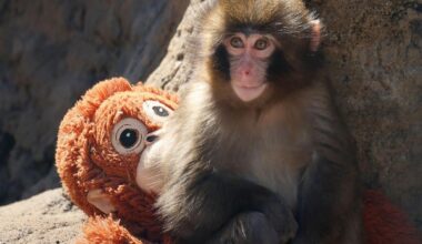The world has fallen in love with Punch the monkey. Why are we so captivated by a lonely Japanese macaque? - Toronto Star