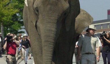 How Giorgio Mammoliti turned politics into performance art - Toronto Star