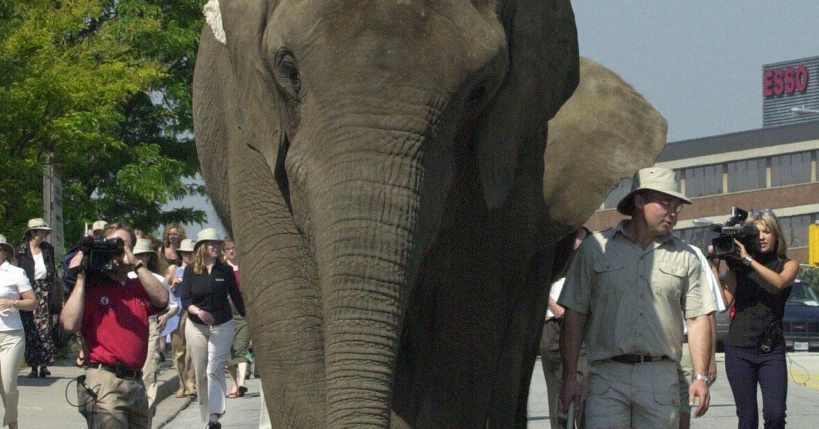 How Giorgio Mammoliti turned politics into performance art - Toronto Star