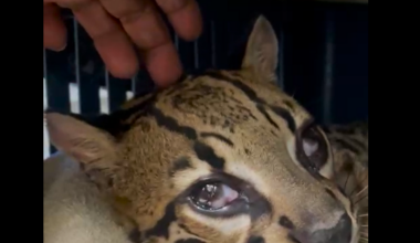 Love for wounded Ocelot named 'Papaoutai' | News Extra