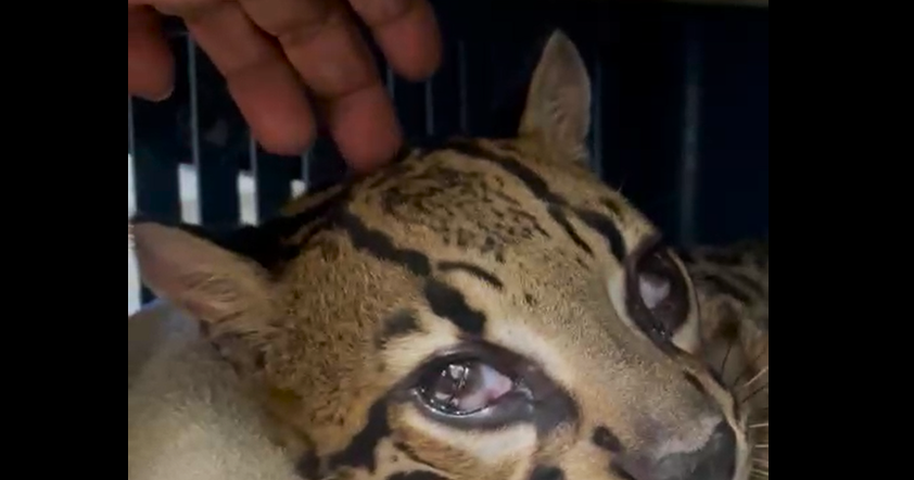 Love for wounded Ocelot named 'Papaoutai' | News Extra