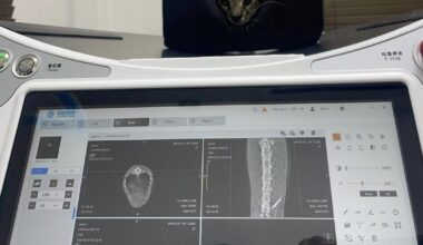 Small signs of hope for shot Ocelot | News Extra