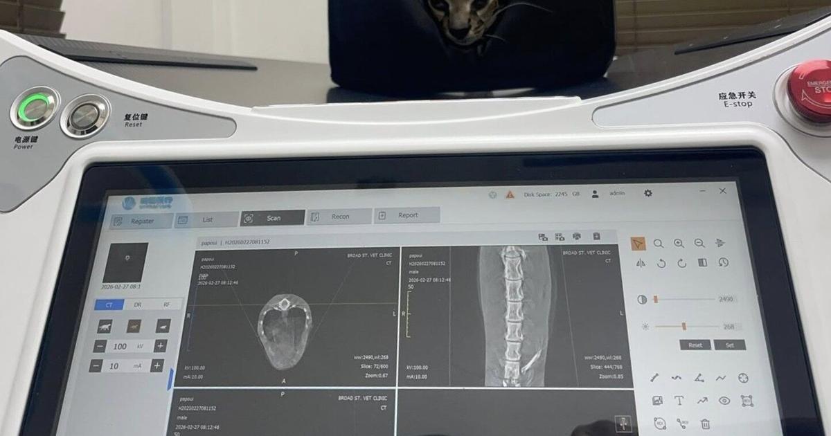 Small signs of hope for shot Ocelot | News Extra