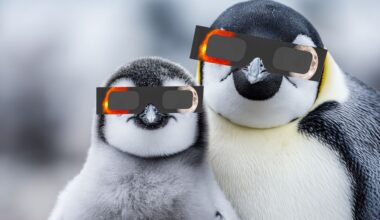 an adult penguin (right) and a baby penguin (left) are looking at the camera wearing solar eclipse glasses.