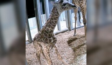 New giraffe born at Toronto Zoo