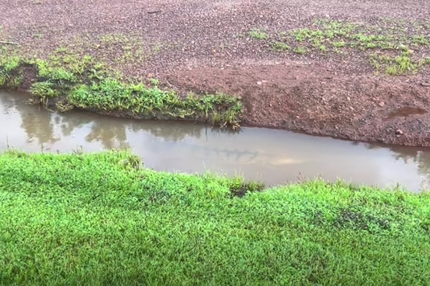 A small crocodile can be seen lurking below the surface of a shallow puddle.