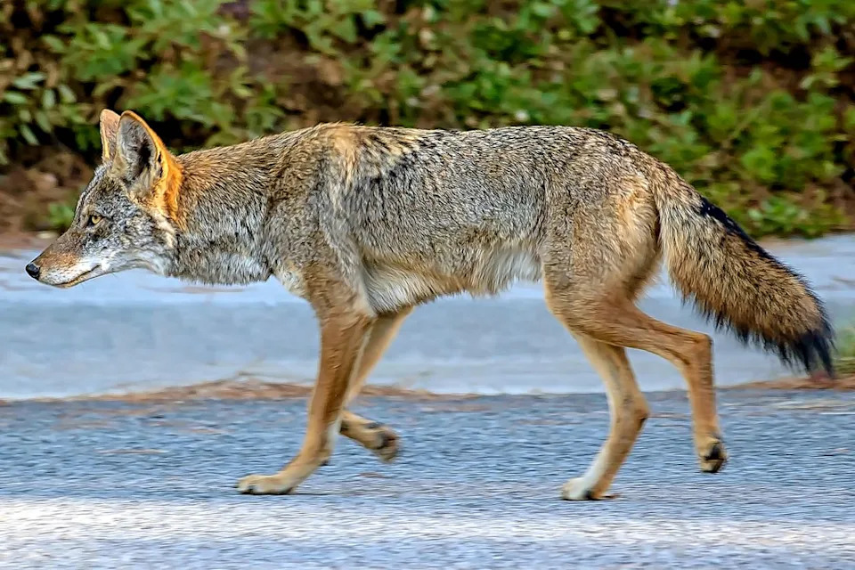 Stock photo of a coyote Getty