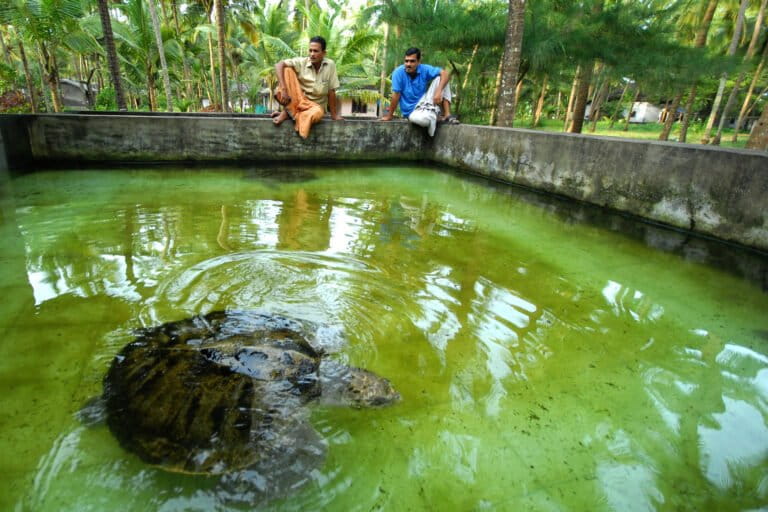 Volunteers share that maintaining a single turtle in rehabilitation requires a minimum of ₹10,000 per month for food alone. Image by K.A. Shaji.