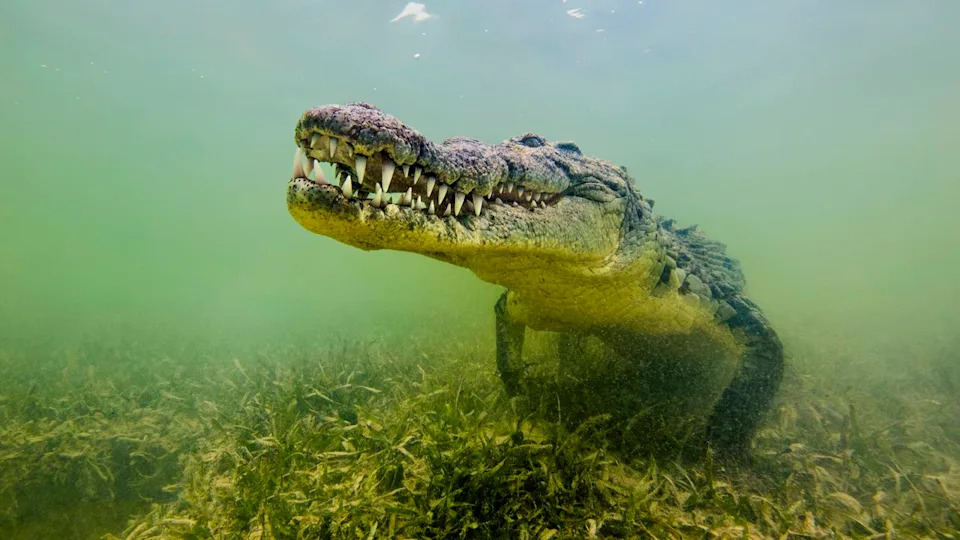  Photo looking head-on at a saltwater crocodile underwater. . 