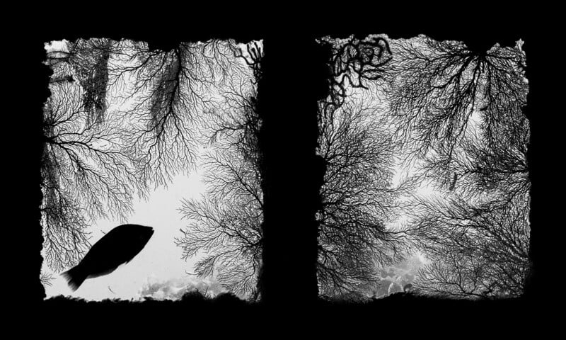Black-and-white image with two panels showing intricate underwater coral branches. The left panel features a fish silhouette swimming among the coral, while the right panel displays only the dense coral patterns.