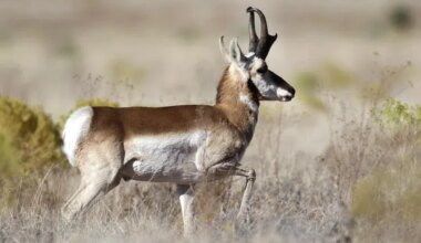 Sask. environment ministry working to preserve migration corridors for pronghorns