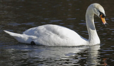 Bird flu fears after dozens of swans found dead