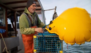 Canada releases long-awaited strategy to protect endangered whales from fishing gear