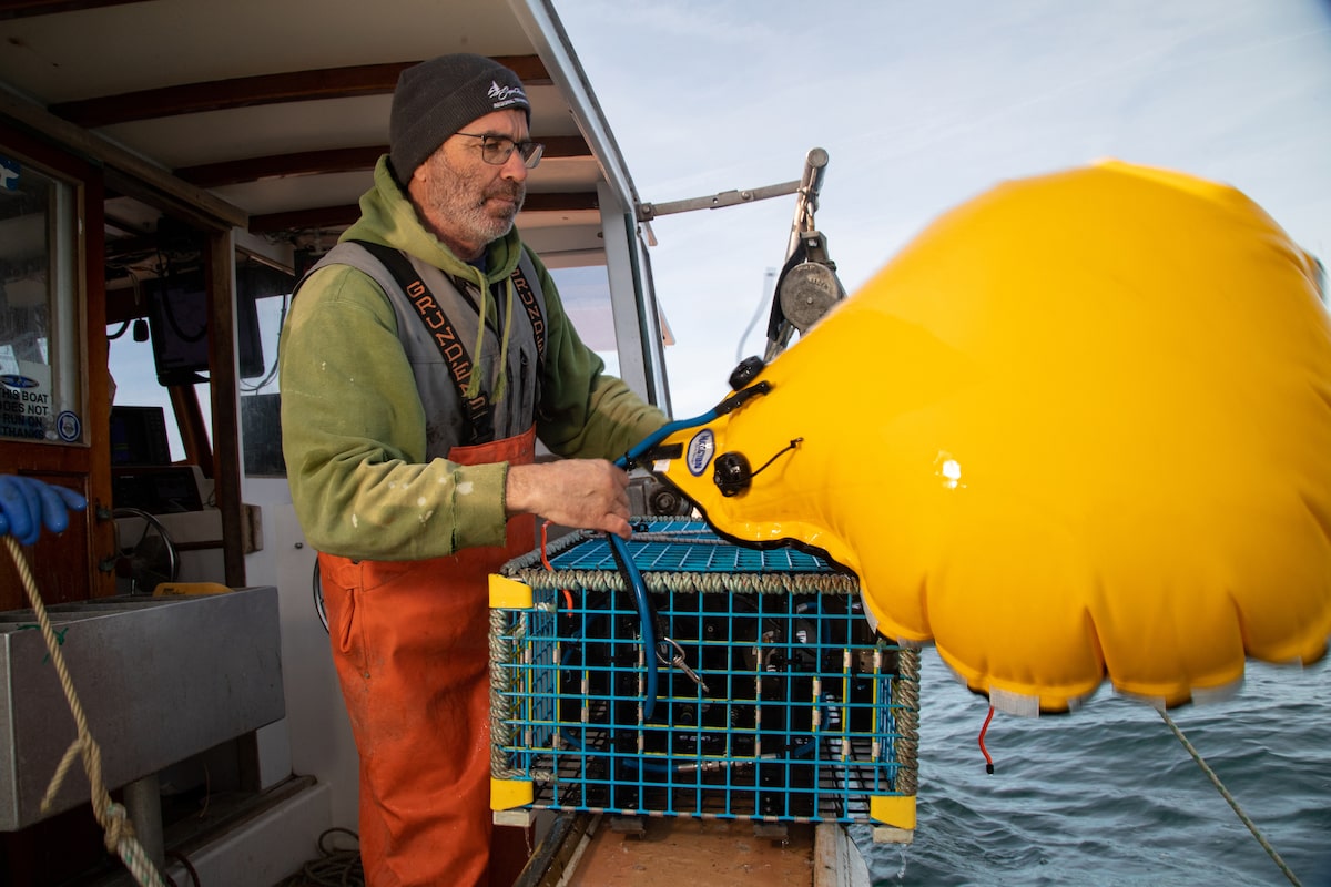Canada releases long-awaited strategy to protect endangered whales from fishing gear