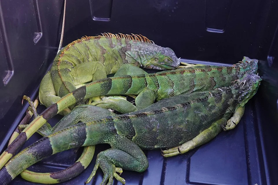 Iguanas are seen ready to be handed over to the Florida Wildlife Commission, Sunday, Feb.1, 2026, at the field office in Sunrise, Florida. Joe Cavaretta/South Florida Sun Sentinel/Tribune News Service via Getty