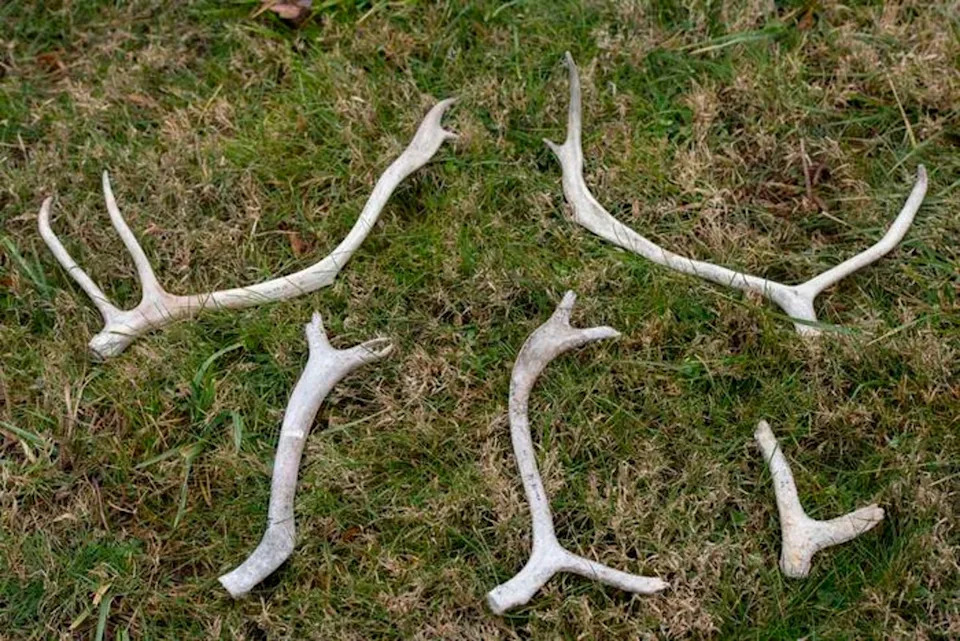 Caribou antlers from the Arctic National Wildlife Refuge (Colleen Kelley)