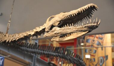 How a Comox Valley fossil discovery forever changed paleontology in B.C.