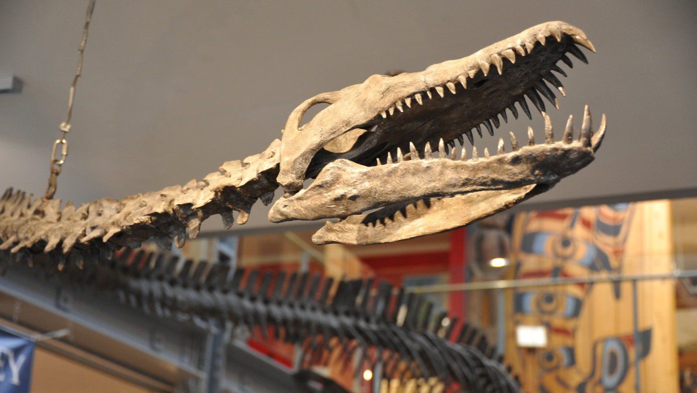 How a Comox Valley fossil discovery forever changed paleontology in B.C.