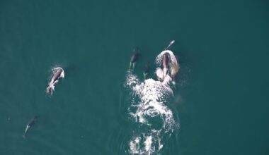Orcas And Dolphins Hunt Together In Rare Ocean Partnership