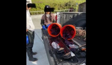 Woman caught poaching endangered species, hiding them in her pants