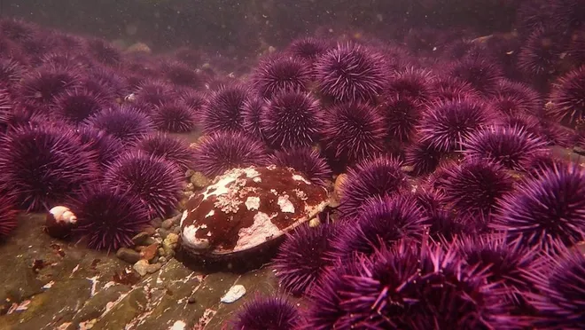 A red abalone is surrounded by purple sea urchins.