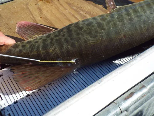 A muskie from the Potomac River with an individually numbered external dart tag in it.