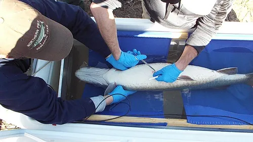 Biologists anesthetize the muskie using electronarcosis and surgically implanted a radio transmitter that allowed them to monitor its movements throughout the summer and fall of 2017.