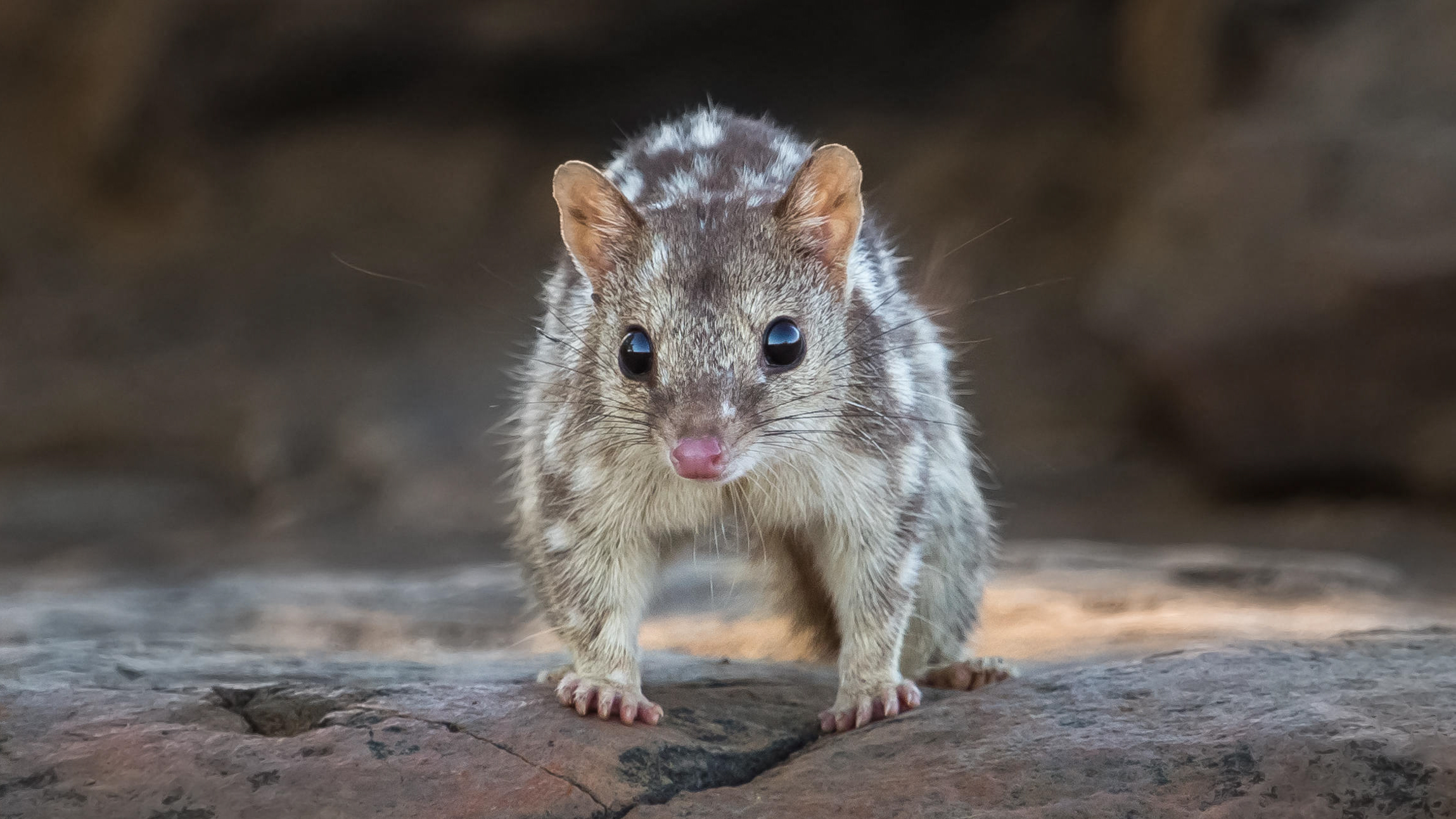 HWR5AJ Northern Quoll - The Kimberley, Western Australia