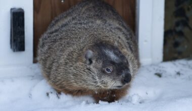 Willie in Ontario, Fred in Quebec predict early spring