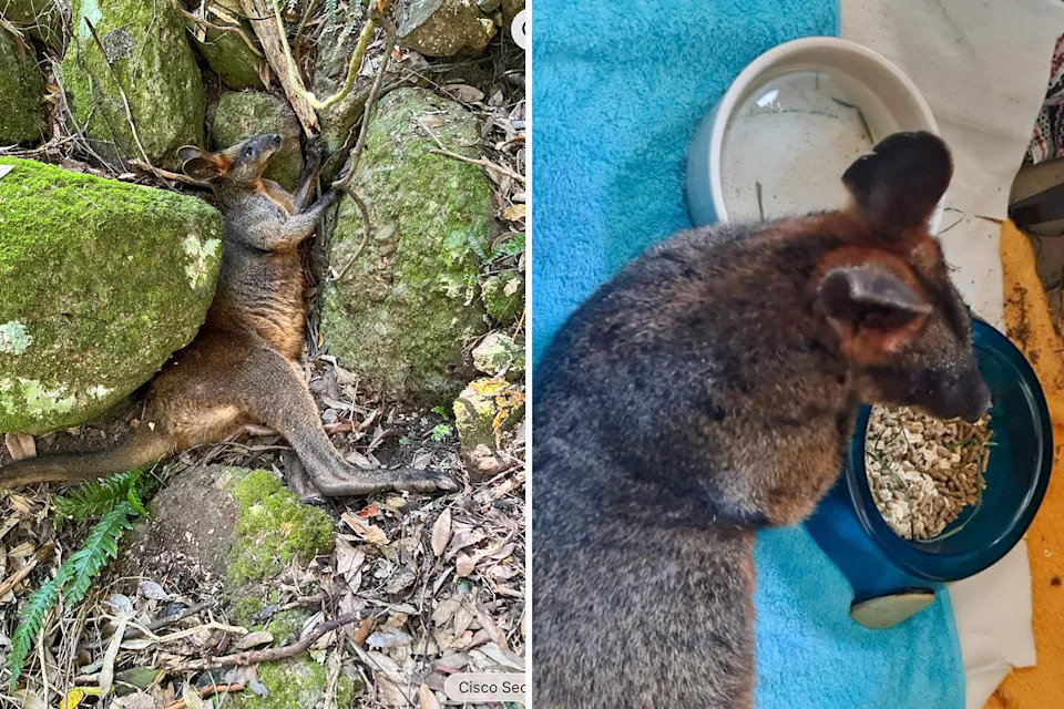 The wallaby wedged between rocks in Port Macquarie (left) and the adult male eating and drinking while in care (right).
