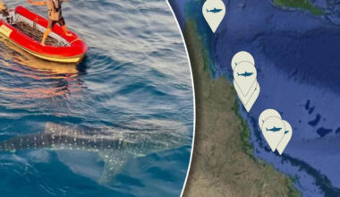 Plea to Aussies after 'highly-unusual' phenomenon sparks excitement off coast