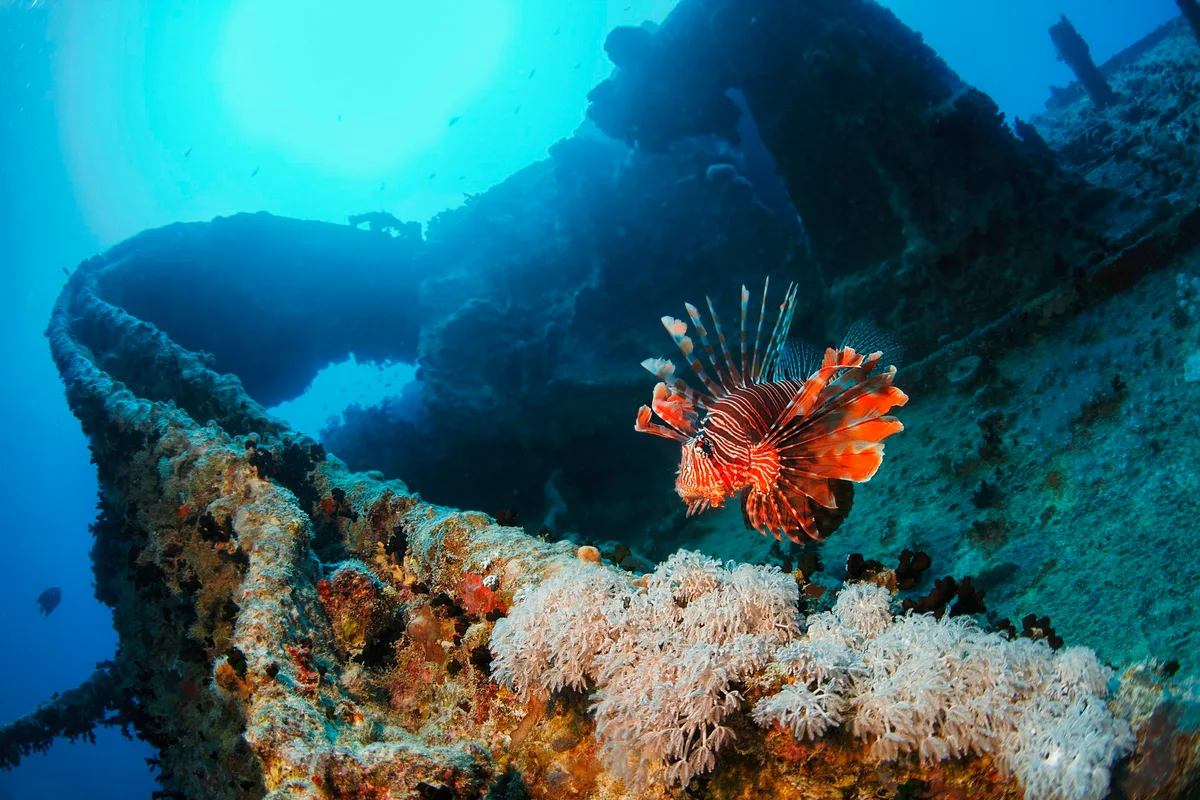 Lionfish at the SS Thistlegorm
