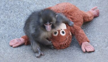 Ikea Singapore’s orangutan plushie out of stock after baby monkey Punch goes viral