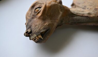 DNA from mummified cheetah leads to a surprising discovery