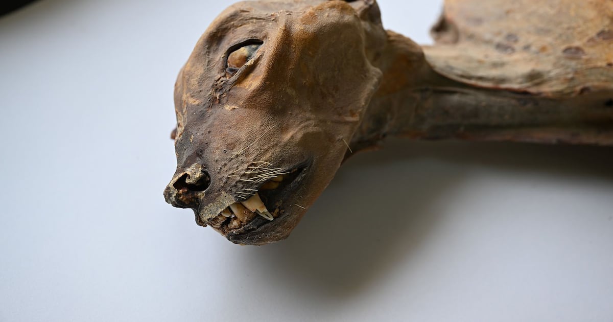 DNA from mummified cheetah leads to a surprising discovery