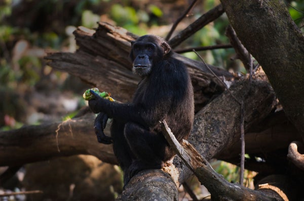 Chimpanzee sitting on a tree branch, eating fruit.