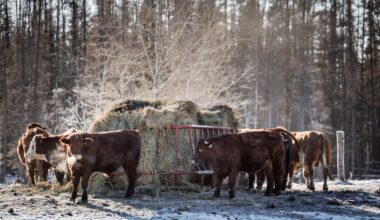 Beef set for Chinese market
