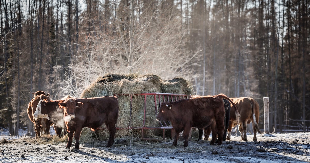 Beef set for Chinese market