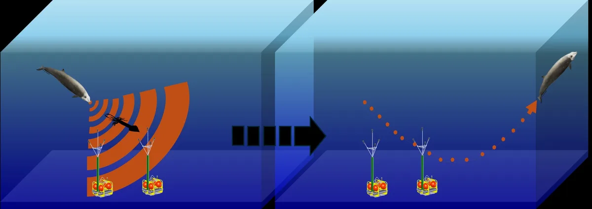 Acoustic tracking of goose beaked whales
